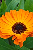 CALENDULA INDIAN PRINCE