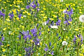 CAMASSIA QUAMASH & RANUNCULUS ACRIS, COMMON CAMAS & MEADOW BUTTERCUP, WILD MEADOW