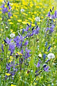 CAMASSIA QUAMASH & RANUNCULUS ACRIS, COMMON CAMAS & MEADOW BUTTERCUP, WILD MEADOW, MAY