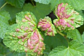 CRYPTOMYZUS RIBIS, CURRANT BLISTER APHIS DAMAGE, RED CURRANTS