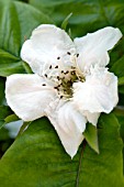 MESPILUS GERMANICA, MEDLAR, HARDY FRUIT TREE