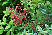 NANDINA DOMESTICA, HARDY SHRUB, FRUITS