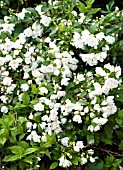 PHILADELPHUS MINNESOTA SNOWFLAKE, HARDY SHRUB