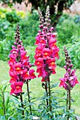 ANTIRRHINUM MAJUS RUBY