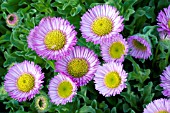 ERIGERON GAIETY