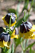 FRITILLARIA MICHAILOVSKYI