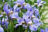 IRIS SIBERICA PERRYS BLUE