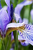 IRIS SIBERICA PERRYS BLUE, HARDY PERENNIAL