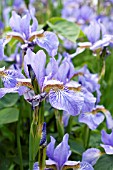 IRIS SIBERICA PERRYS BLUE, HARDY PERENNIAL