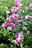 LATHYRUS LATIFOLIUS, EVERLASTING PEA