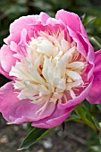 PAEONIA BOWL OF BEAUTY