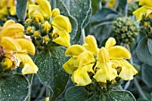 PHLOMIS RUSSELIANA