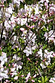 RHODODENDRON SCHLIPPENBACHII, DECIDUOUS AZALEA GROUP