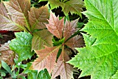 RODGERSIA PODOPHYLLA, HARDY WATERSIDE PERENNIAL