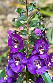 ANGELONIA ANGELFACE BLUE, HALF-HARDY BEDDING PLANT