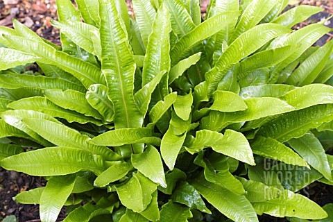 ASPLENIUM_SCOLOPENDRIUM_HARTS_TONGUE_FERN