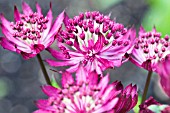 ASTRANTIA CLARET RED