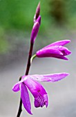 BLETILLA STRIATA, HARDY TERRESTIAL ORCHID