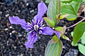 CLEMATIS PETIT FAUCON (EVISIX)