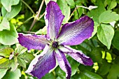 CLEMATIS VERNOSA VIOLACEA, HARDY CLIMBER