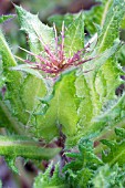 CNICUS BENEDICTUS, BLESSED THISTLE