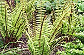 DRYOPTERIS WALLICHIANA, WALLICHS WOOD FERN