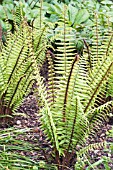 DRYOPTERIS WALLICHIANA, WALLICHS WOOD FERN, HARDY FERN, JUNE