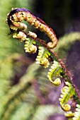 DRYOPTERIS WALLICHIANA, WALLICHS WOOD FERN, HARDY FERN, SINGLE CROSIER