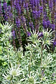 ERYNGIUM BOURGATII AGAINST SALVIA X SYLVESTRIS MAINACHT