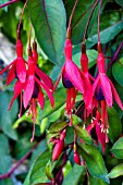 FUCHSIA CORALLINA, HALF-HARDY SHRUB, JUNE