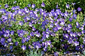 GERANIUM JOHNSONS BLUE