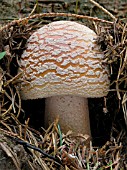 AMANITA RUBESCENS (THE BLUSHER)