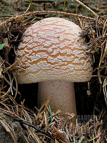 AMANITA_RUBESCENS_THE_BLUSHER