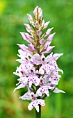 DACTYLORHIZA FUCHSII, COMMON SPOTTED ORCHID