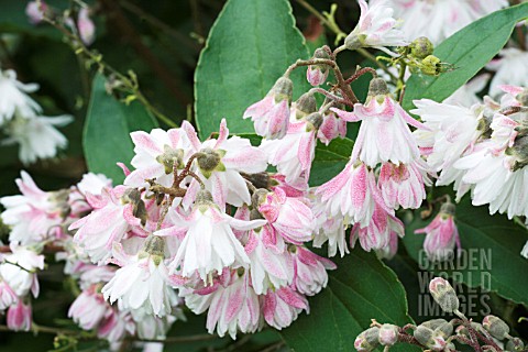 DEUTZIA_CRENATA_FLORE_PLENO_SYN_DEUTZIA_SCABRA_PLENA