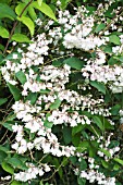 DEUTZIA SCABRA PLENA