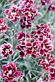 DIANTHUS CAMILLA,