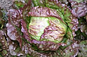 LETTUCE TOZERS RED ICEBERG