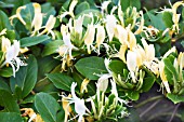 LONICERA JAPONICA HALLIANA