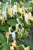 LONICERA JAPONICA HALLIANA