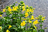 MIMULUS GUTTATUS, MONKEY FLOWER