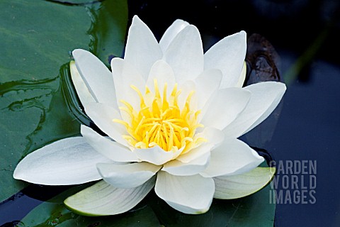 NYMPHAEA_CANDIDA_HARDY_WATERLILY