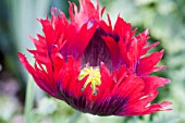 PAPAVER SOMNIFERUM DANEBROG LACED