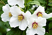 PHILADELPHUS BELLE ETOILE, HARDY SHRUB