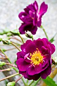 ROSA VIOLETTE, RAMBLER ROSE