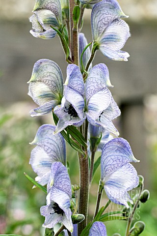 ACONITUM_STAINLESS_STEEL_HARDY_PERENNIAL_JUNE