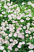 ASTRANTIA BUCKLAND