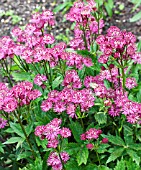 ASTRANTIA CLARET RED