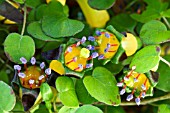 FUCHSIA PROCUMBENS, TRAILING FUCHSIA, JUNE