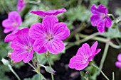 GERANIUM X RIVERSLEAIANUM RUSSELL PRICHARD, HARDY PERENNIAL, JUNE